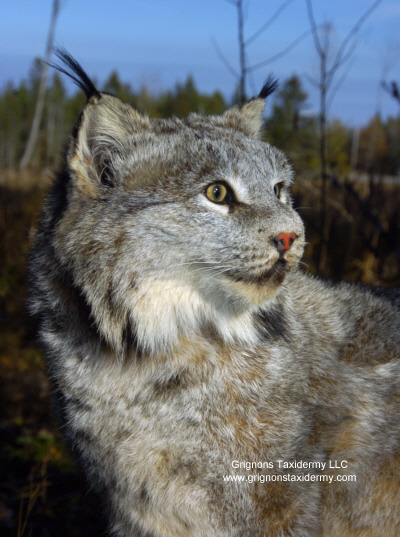 Lynx mounted